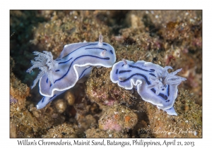 Willan's Chromodoris