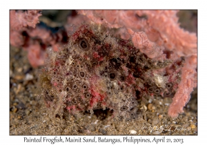 Painted Frogfish