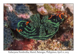 Kubaryana's Nembrotha