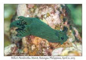 Miller's Nembrotha