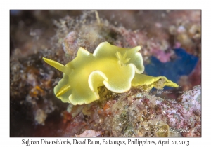 Saffron Diversidoris