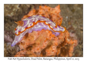 Fish Net Hypselodoris