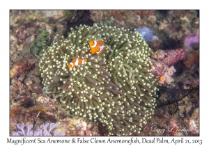 Magnificent Sea Anemone