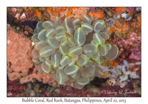 Bubble Coral