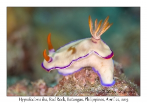 Hypselodoris iba