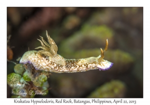 Krakatoa Hypselodoris