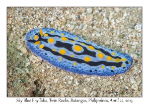 Sky Blue Phyllidia