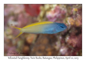 Yellowtail Fangblenny