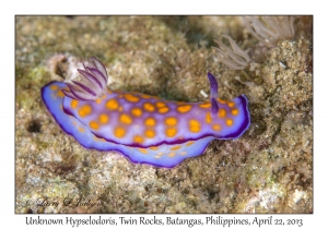 Unknown Hypselodoris