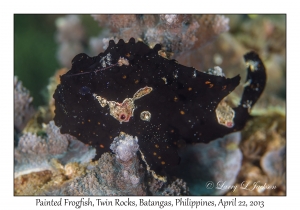 Painted Frogfish