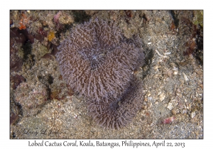 Lobed Cactus Coral