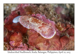 Undescribed Goniobranchus