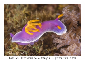 Robe Hem Hypselodoris