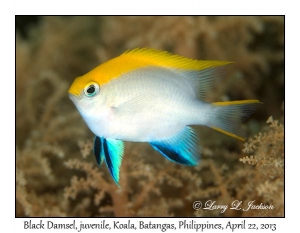 Black Damsel, juvenile