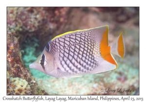 Crosshatch Butterflyfish