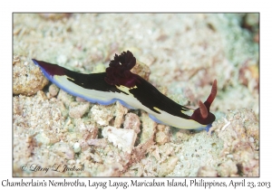 Chamberlain's Nembrotha