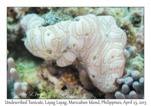 Undescribed Tunicate