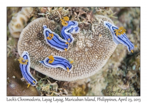 Loch's Chromodoris