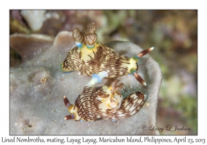 Lined Nembrotha mating