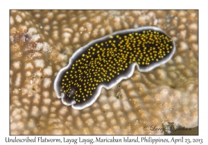 Undescribed Flatworm