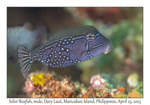 Solor Boxfish