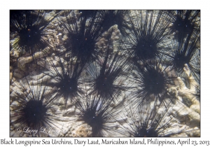 Black Longspine Sea Urchins