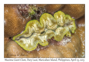 Maxima Giant Clam