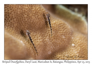 Striped Dwarfgoby