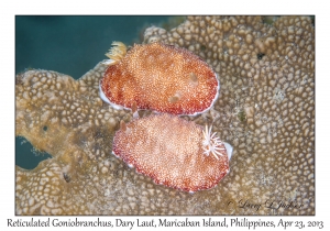 Reticulated Goniobranchus