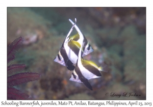 Schooling Bannerfish