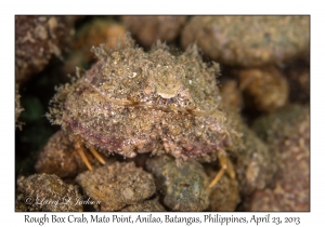 Rough Box Crab