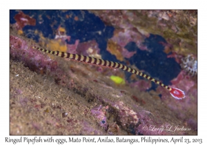 Ringed Pipefish