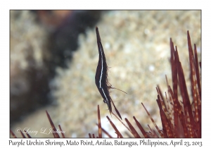 Purple Urchin Shrimp