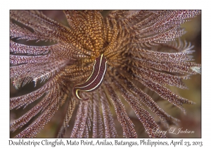 Doublestripe Clingfish