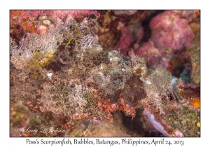 Poss's Scorpionfish