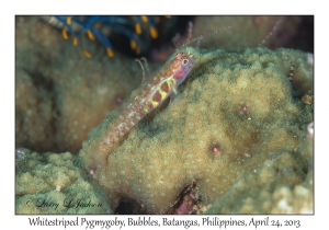 Whitestriped Pygmygoby