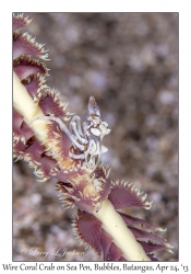 Wire Coral Crab on Sea Pen