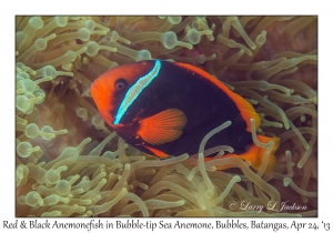 Red & Black Anemonefish