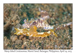 Many-lobed Ceratosoma