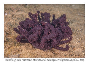 Branching Tube Anemone