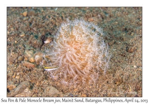 Sea Pen