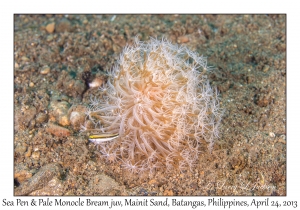 Sea Pen