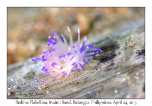 Redline Flabellina