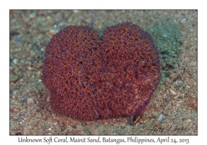 Unknown Soft Coral