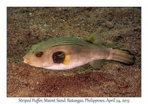 Striped Puffer