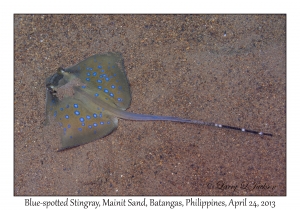 Blue-spotted Stingray
