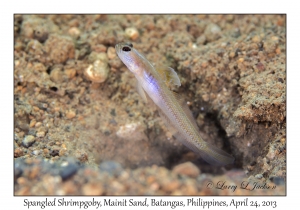 Spangled Shrimpgoby