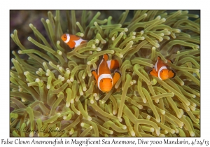 False Clown Anemonefish