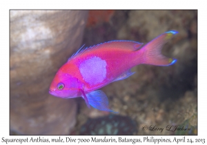 Squarespot Anthias