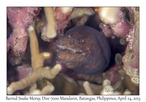 Barred Snake Moray